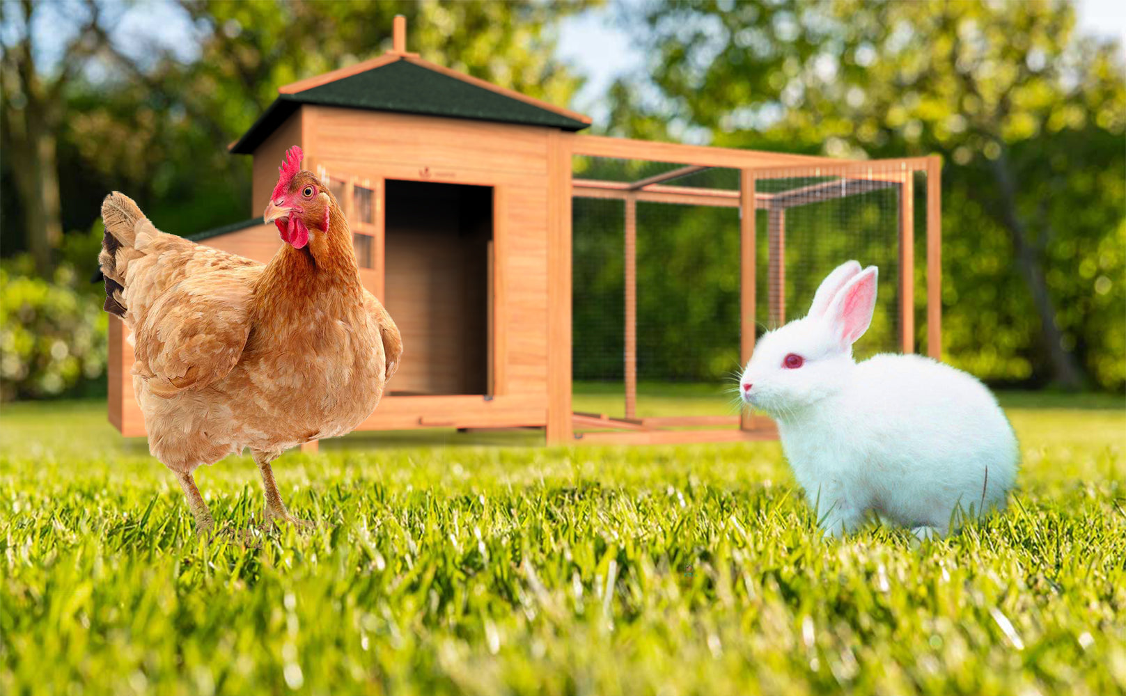 Accessoires pour le confort ou la protection de vos poules et lapins