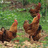 Grillage a poule avec fils 13mm en PVC gaine gris 1x50M - VOUNOT FR