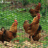 Grillage a poule avec fils 25mm en PVC gaine vert 1x50M - VOUNOT FR