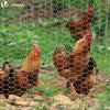Grillage a poule avec fils 25mm en acier galvanise 1x25M - VOUNOT