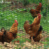 Grillage a poule avec fils renforces 0.8mm et maille extra fine 13mm en PVC gaine vert 1x25M - VOUNOT